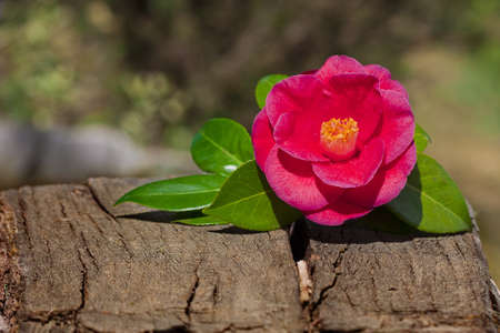 flowers close up photograph of the flower with vibrant colors, bouquetの写真素材