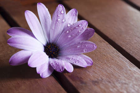 flowers close up photograph of the flower with vibrant colorsの写真素材