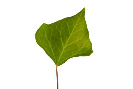 ivy green leaf isolated on white background