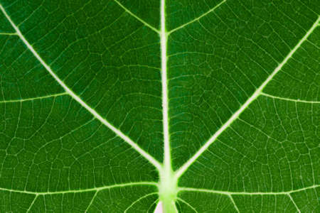 texture of the leaf fig tree