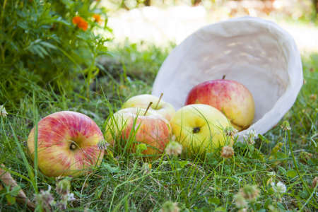 group of blocks with wicker basket in the fieldの写真素材