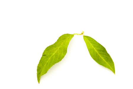 green leaves of the tree isolated on white background