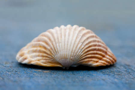 seashellsの写真素材