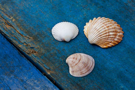 seashells