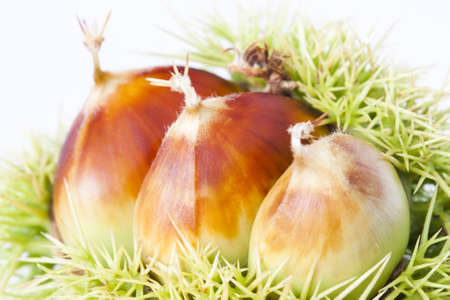 nuts, fruits of autumnの写真素材