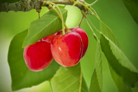 ripe red cherries on the tree