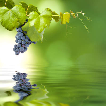 bunch of grapes in the field of strain on a green background and reflection in the pond