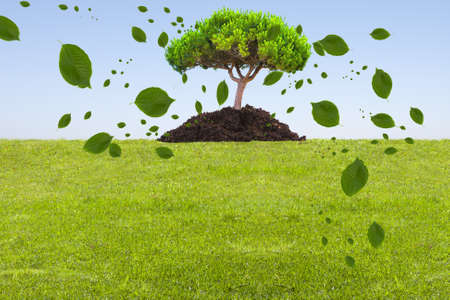 Green grass landscape with tree