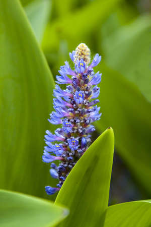 flowerの写真素材