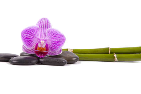 orchid isolatedの写真素材