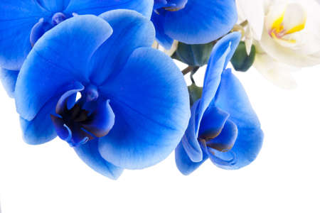 bouquet of blue orchid isolated on white backgroundの写真素材