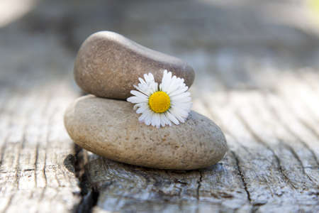 stones in balance with daisy flowerの写真素材