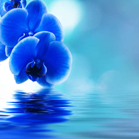 blue orchid background with reflection in waterの写真素材
