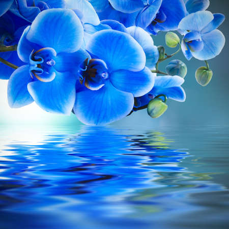 blue orchid background with reflection in waterの写真素材