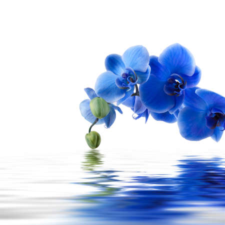 blue orchid background with reflection in waterの写真素材
