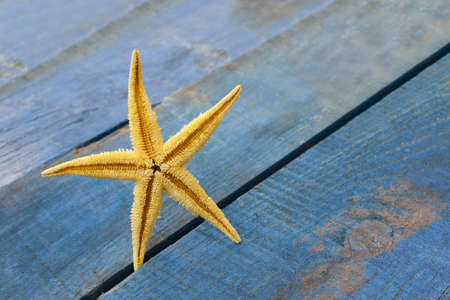 starfish on blue woodenの写真素材