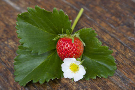 strawberry, flower and strawberry leafの写真素材