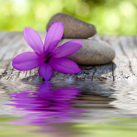 natural flower with stones and waterの写真素材
