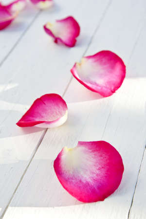 rose petalsの写真素材