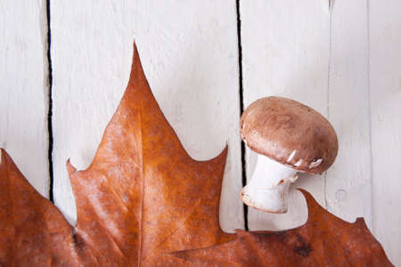 Still life of mushrooms and raw mushroomsの写真素材