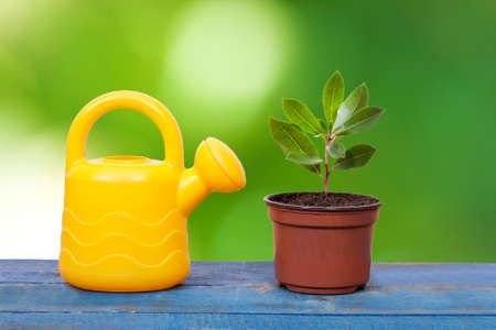 watering garden with small tree in a containerの写真素材