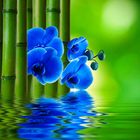 orchid flower with bamboo and reflection in waterの写真素材