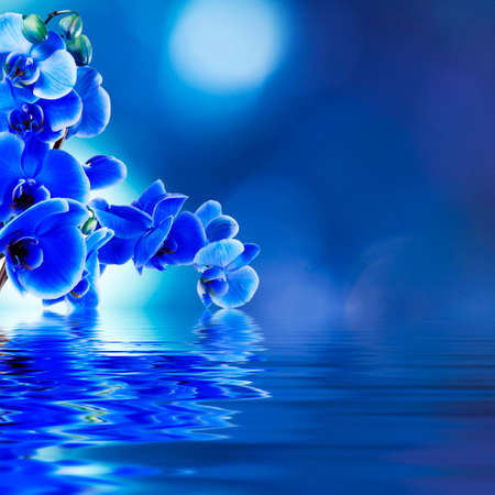 floral with orchids open reflection in waterの写真素材