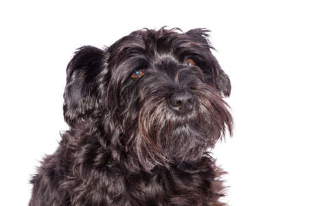 schnauzer dog breed with pedigree in black