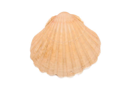 seashells isolated on white background, crustaceans