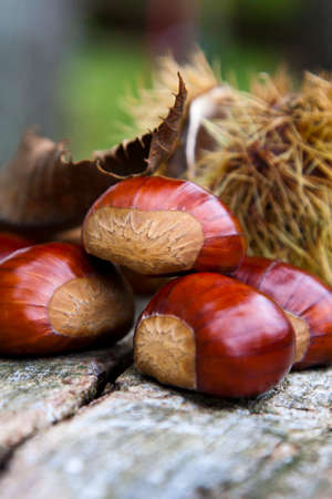 chestnuts closeup on natural backgroundの写真素材