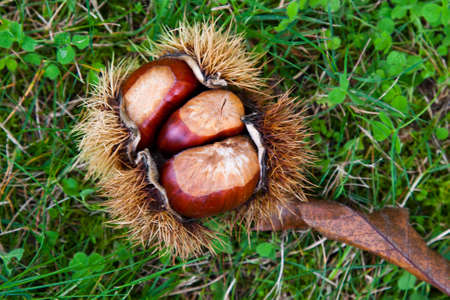 chestnuts closeup on nature backgroundの写真素材