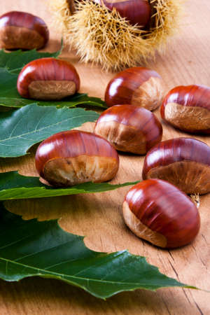 Natural chestnuts, fresh fruits of the season of autumnの写真素材