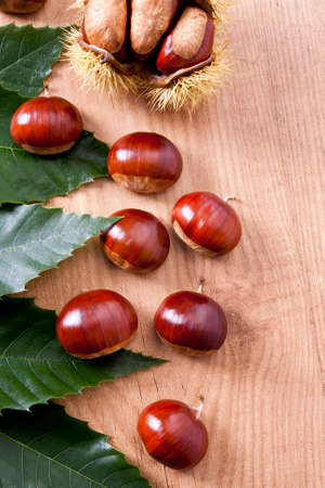 Natural chestnuts, fresh fruits of the season of autumnの写真素材