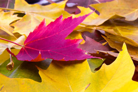 fallen autumn leaves in the foreground, natureの写真素材