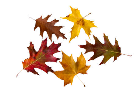 leaves with autumn colors isolated on white backgroundの写真素材