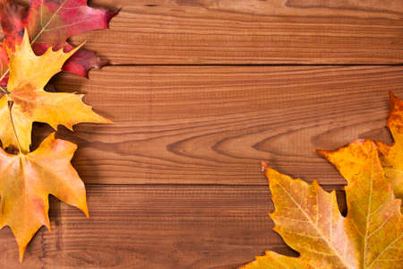 colorful autumn leaves on wood background, natureの写真素材