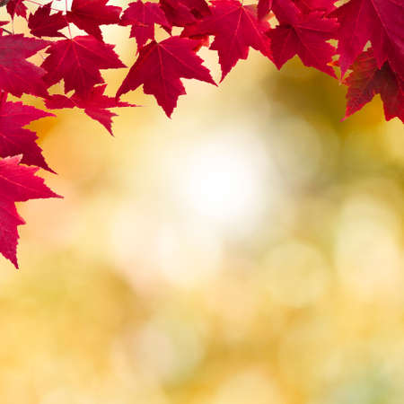 maple leaves with reflection in the water, backgroundの写真素材