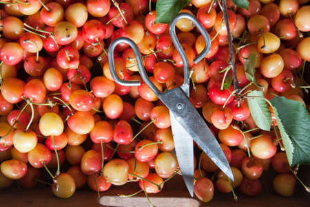 fresh red cherries from the recent harvestの写真素材