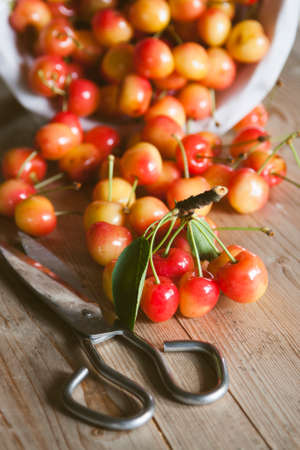 fresh red cherries from the recent harvestの写真素材
