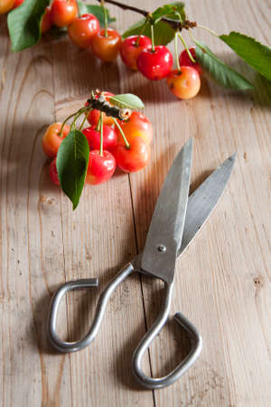fresh red cherries from the recent harvestの写真素材