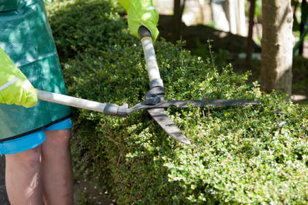 gardening and ornamental plants