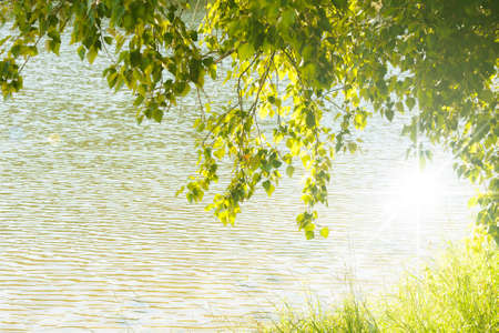 trees on riverside in summerの写真素材