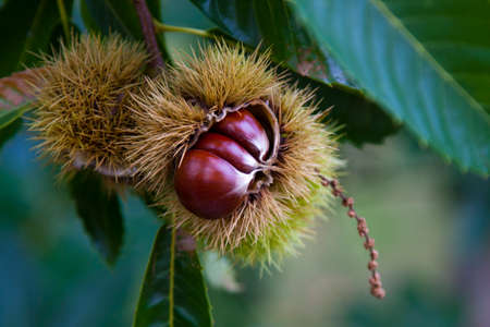 natural chestnut tree in autumnの写真素材