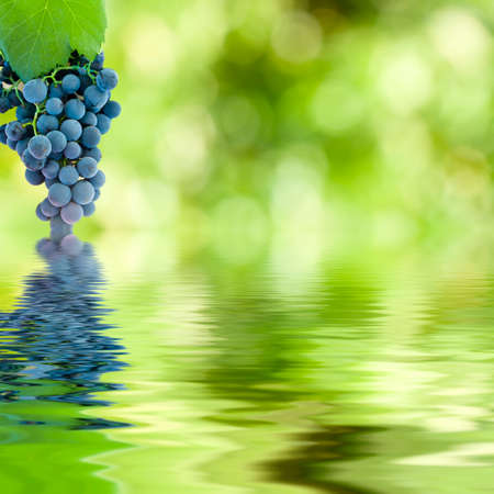 bunch of grapes with reflection in waterの写真素材