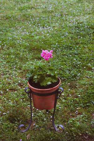 geranium flower in the potの写真素材