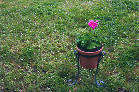 geranium flower in the potの写真素材