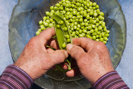 harvest of green peasの写真素材