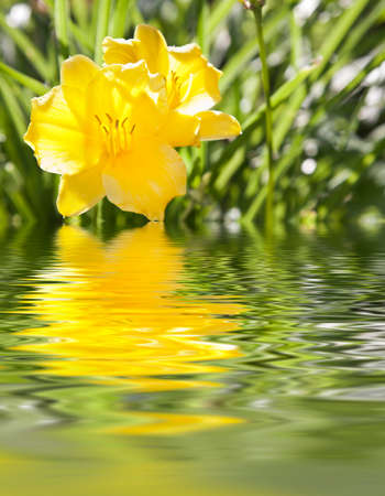 flowers with reflection in waterの写真素材