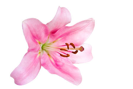 lily flower isolated on whiteの写真素材