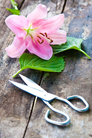 natural flower with scissors on woodの写真素材